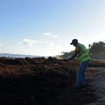 Sargazo trastorna el comercio en la playa Del Pescador, de Guayacanes