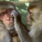 Estudio: Homosexualidad es hereditaria y se ha multiplicado en los monos macacos 
