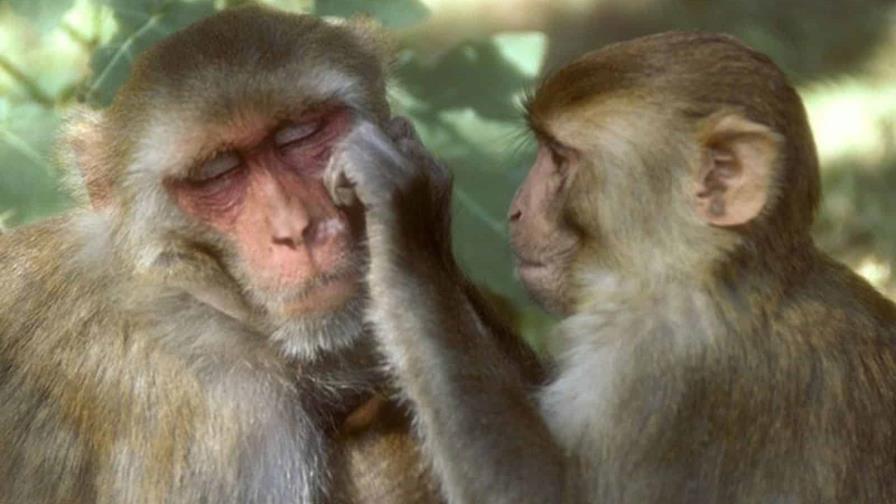 Estudio: Homosexualidad es hereditaria y se ha multiplicado en los monos macacos 