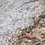 En presa de Hatillo “peces siguen muriendo”