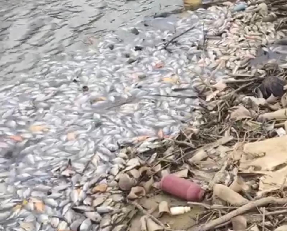 En presa de Hatillo “peces siguen muriendo”