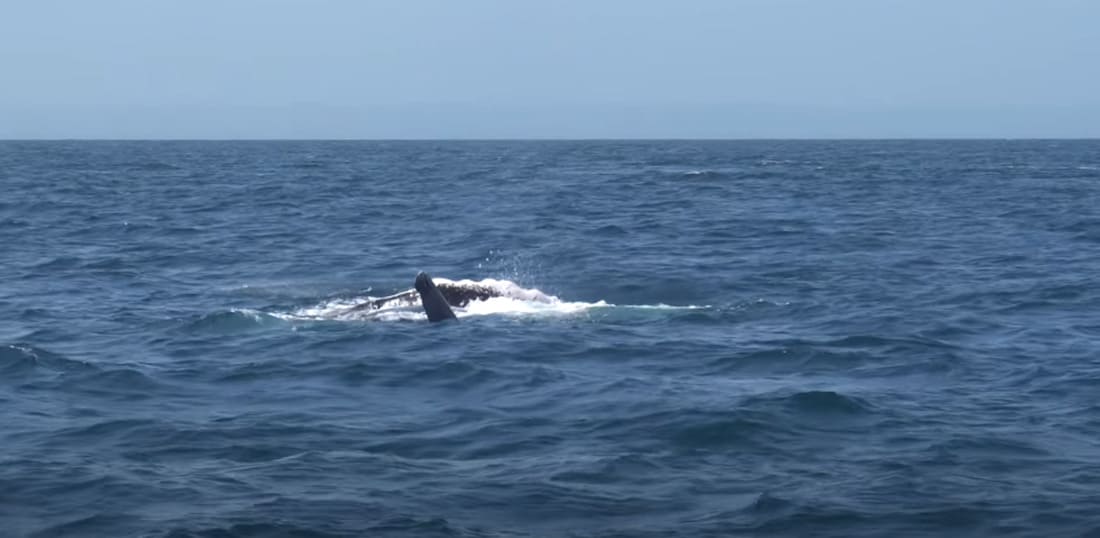 Países latinoamericanos unidos para proteger ballenas