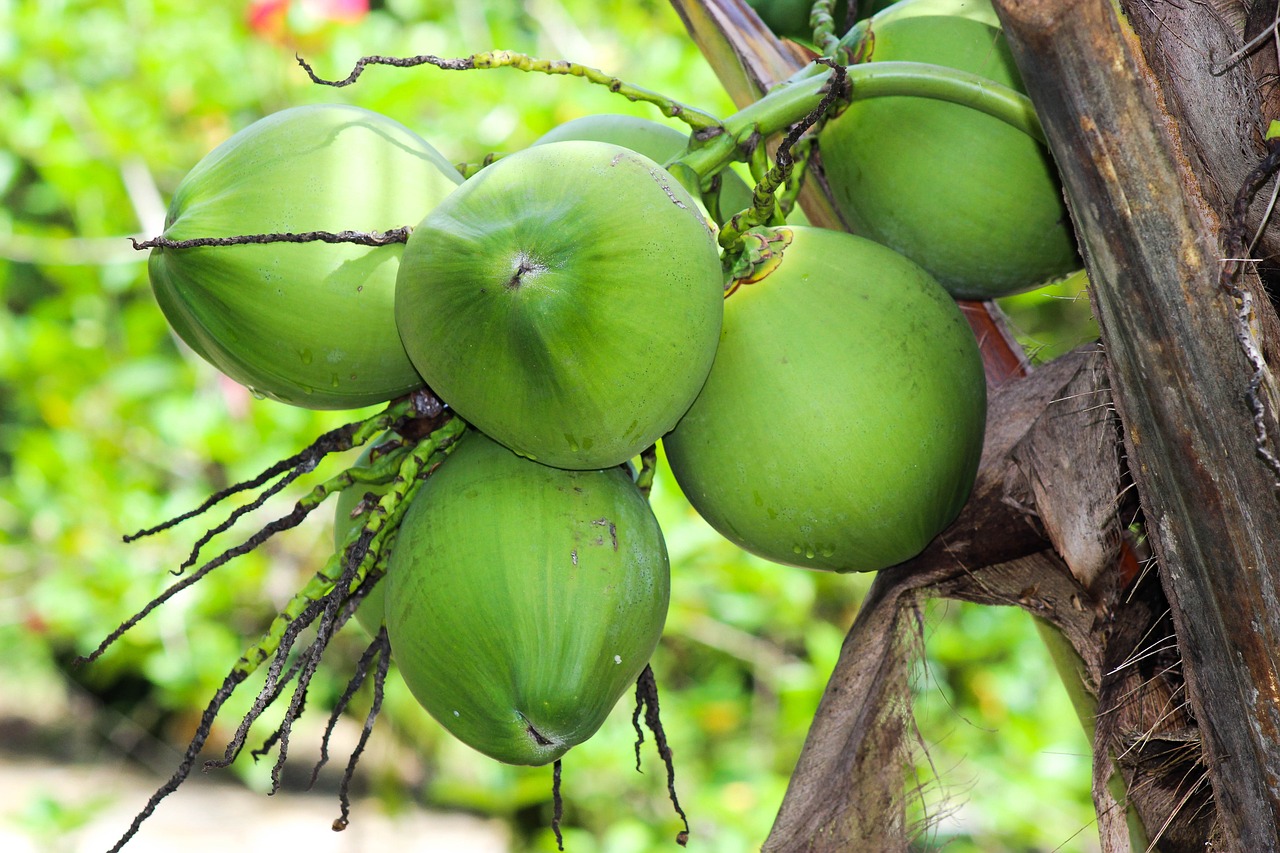 Analizan suministro alimentos en Pedernales